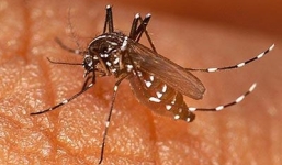 5 cách xua muỗi đơn giản từ hương liệu tự nhiên trong vườn nhà