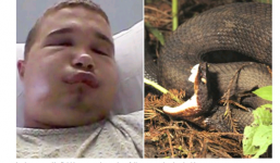Nam thanh niên hôn rắn hổ mang chúa để...chụp ảnh