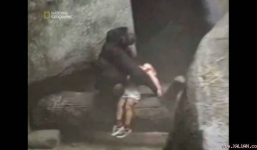 Cậu bé ngã vào chuồng thú bất tỉnh được khỉ đột bế ra cửa chờ người đến cứu