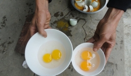 Hải Phòng: Lòng đỏ trứng vịt 'đổi màu' bất thường