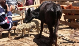 Kỳ lạ: Bò không ăn cỏ mà chạy đuổi giết cừu để ăn thịt