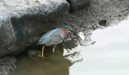 Clip: Chú chim thông minh dùng bánh mì dụ cá cắn câu