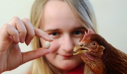 Kỳ lạ quả trứng nhỏ nhất thế giới chỉ bằng hòn bi ve