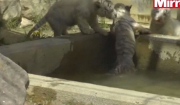 Cảm động với chú hổ con nỗ lực cứu em bị rơi xuống nước