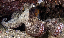 Cận cảnh bạch tuộc truy sát cua dưới biển