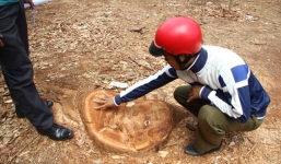 Cảnh cáo hiệu trưởng tự ý chặt hạ 24 cây xanh