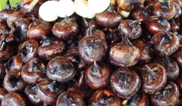 Cẩn trọng khi ăn củ mã thầy sống