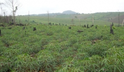 Phát hiện thi thể nam thanh niên đang phân hủy giữa đám sắn