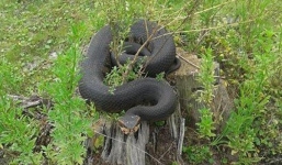 Hôn rắn hổ mang nước, nam thanh nhiên nhập viện vì mặt bị phù nề, biến dạng