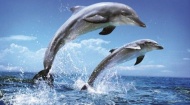 Động đất ở Nhật Bản được cá heo 'tiên tri' trước?
