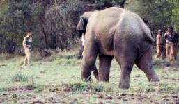 Video: Kinh hoàng voi 5 tấn quật người nằm bẹp dưới ruộng lúa