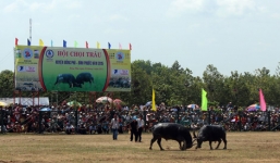 Bình Phước: Ông trâu 'máu chiến' đoạt ngôi 'ngưu vương'