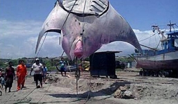 Cá đuối 'quái vật' nặng hơn 1 tấn sa lưới ngư dân