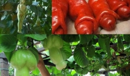 Video: Những loại quả hình thù tế nhị khiến người xem đỏ mặt