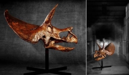  Chiếc sọ khủng long ba sừng Triceratops được rao bán với giá triệu đô 