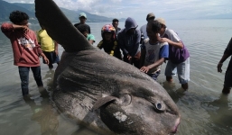 'Quái vật' cá mặt trăng khổng lồ nặng 1,5 tấn trôi dạt vào bờ biển 