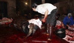 Kinh hãi chuyện trâu nổi điên húc người ở làng giết mổ