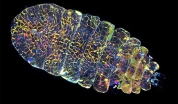 Sinh vật biển kỳ lạ có khả năng biến vô hình trong tích tắc