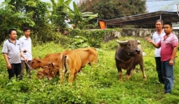  Hai tên trộm 'sang chảnh' đem ô tô đi trộm trâu, bò