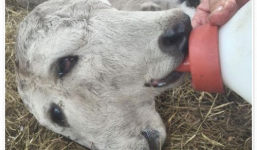 Kỳ lạ chú bê mới sinh có 2 đầu