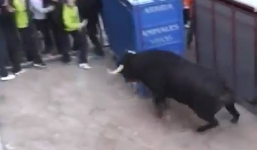 Kinh hãi cảnh bò tót xổng chuồng lao thẳng vào đám đông