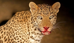 Kinh hoàng chứng kiến cảnh con báo hung dữ truy đuổi người trong khu dân cư