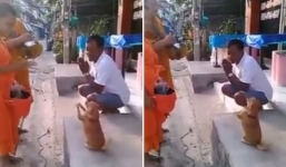 Chuyện lạ: Chú chó Thái Lan vái lạy khi gặp nhà sư