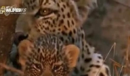 Nuốt chửng báo con, trăn khổng lồ bị báo mẹ trả thù