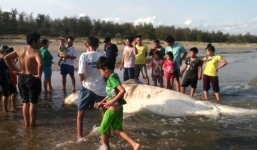 Cá voi khổng lồ nặng gần 2 tấn dạt vào bờ biển Bình Thuận