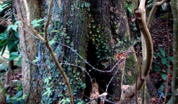 Hai “khối vàng ròng lộ thiên” trăm tỉ cạnh ngôi đền cổ Hà Nội