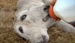 Clip chú bê có 2 đầu nằm trên cùng 1 cổ gây xôn xao