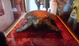 Bí ẩn cái chết của 'cụ' Rùa đền Ngọc Sơn