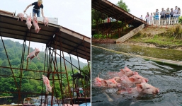 Trung Quốc dùng “lợn bay” mua vui cho khách du lịch