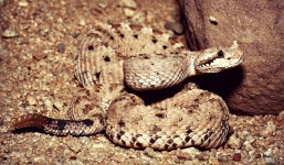 Video: Rắn độc có sừng đáng sợ trên sa mạc Sahara