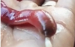 Clip: Sinh vật lạ có vòi nhọn và biết phun mạng nhện