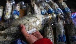 Trốn hải quan, nhóm buôn lậu nhét 24 con vẹt quý hiếm vào chai nhựa