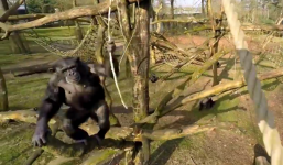 Tinh tinh cầm cành cây 'chọc rụng' máy bay không người lái