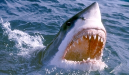 Một ngư dân nhanh trí thoát khỏi hàm cá mập khổng lồ