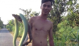 Phát hiện rắn lục đầu tam giác dài 3m, nặng 3,5kg