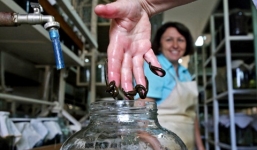 Rợn người ghé thăm trang trại nuôi đỉa lớn nhất thế giới