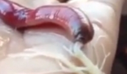 Rùng mình trước loài sâu bắn tơ như Người Nhện