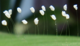 Video: Cận cảnh loài hoa giống hoa ưu đàm cực kiếm ở chùa Bắc Ninh