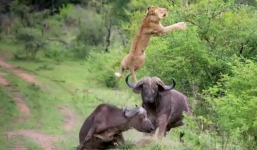 Video:Trâu rừng hất tung sư tử lên không trung ngoạn mục 