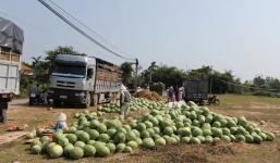 Tỉnh đoàn Quảng Ngãi bị 'tố' ăn chặn tiền bán dưa của bà con