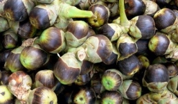 Những bài thuốc quý chữa bệnh từ thốt nốt