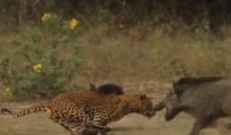 Video: Lợn rừng dọa báo sợ chạy thục mạng