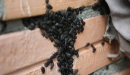 Vì sao nhà bị bọ đậu đen bâu kín?