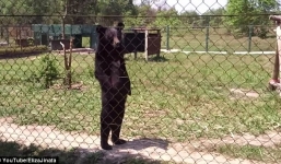 Clip: Gấu đi 2 chân, đứng thẳng như người