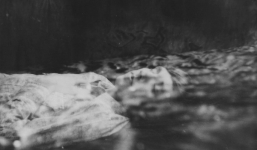 Các nhà khoa học phát hiện mùi hương của cái chết có vị ngọt