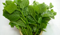 Giật mình những tác hại ít biết của rau mồng tơi